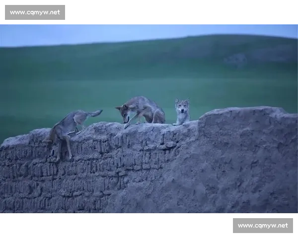 狼与人千年对峙的生存博弈智慧恐惧与文明冲突史自然边界重塑之路